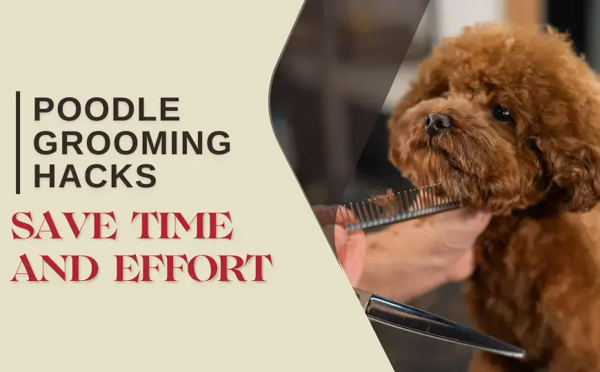 Poodle Dog Grooming: Tips, Tricks and Popular Grooming Styles